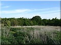 Waste ground and woodland near Bowthorpe in NR5 0TR