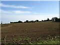 Field near the Old Hall, Marlingford in NR9 5AG