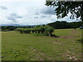 Grass fields near Coed Cefn in NP25 4DT