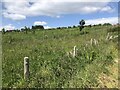 Young trees, Hill of Alyth in PH11 8LL