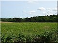 Grazing towards Warren Plantation in NR9 5BA