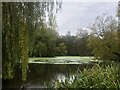 One of three lakes in Bramhall Park in SK7 3LS