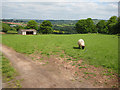 Pasture and barn near Burgess Farm in HR7 4JZ