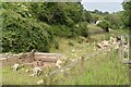Sheep in the canal at former Withy Mills Colliery Wharf in BS39 7PU