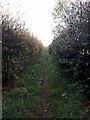 Path along the top of the woods in S13 8TJ