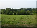 Grazing south of Town House Road, Costessey in NR8 5AA