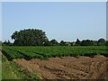 Potato field of Ringland Lane in Queen's Hills