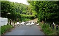 Swans and ducks crossing on Costessey Lane in NR8 5BG