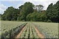 Tractor tracks through the wheat beside Horse Croft Copse in SP11 9HL