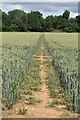 Path through wheat field towards Horse Croft Copse in SP11 9HL