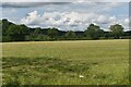 Field beside Redenham Drove in SP11 9BB