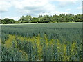 Wheatfield with monuments, Bosworth Park in CV13 0LW