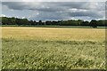 Farmland north of Redenham Drove in SP11 9DJ