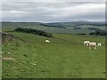 Sheep grazing above Stow in TD1 2QT