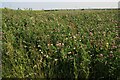 Field of red clover, Westfield Road, Yarburgh in LN11 0NU