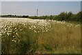 Field of ox-eye daisies, Westfield Road, Yarburgh (1) in LN11 0NU