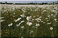 Field of ox-eye daisies, Westfield Road, Yarburgh (2) in LN11 0NU