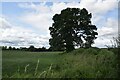 Tree on field boundary in CW11 2WS