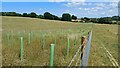 Newly-planted woodland strip in SP5 1JL