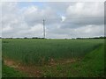 Cereal crop off Low Road in NR20 3DL