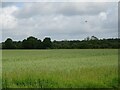 Cereal crop off Low Road in NR20 3DG