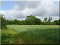 Cereal crop west of Clippings Green in NR20 3PG