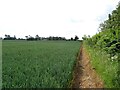 Cereal crop beside Mowles Road in NR20 3HA