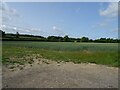 Cereal crop off Tuddenham Road in NR20 4LT