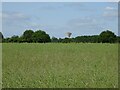 Oilseed rape crop off Swanton Road in NR20 4AZ