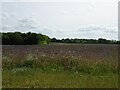 Crop field and woodland near Hoe Lodge in NR19 2QR