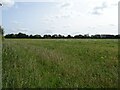 Crop field off Back Lane in NR20 4BA