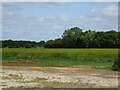 Cereal crop towards woodland in NR20 4PY