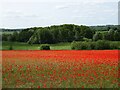 Crop field with poppies, Bylaugh in NR20 4RL