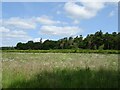Grassland towards Elsing Lodge Plantation in NR20 4QF