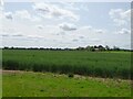 Cereal crop, Collen's Pit in NR9 5FW