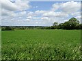 Crop field off Hase's Lane in NR9 5BQ