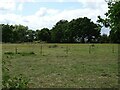 Grazing beside the Marriott's Way in NR6 5AF