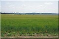 Spring Sown Barley in CB10 1RP