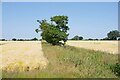 A Field Boundary on Park Farm in CB10 1RP