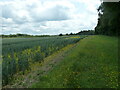 Wheat field, Bosworth Park in CV13 0LW