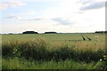 Field on Halton Fen in PE23 5BE