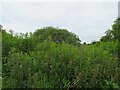 Trackside vegetation at the end of a small turning circle in KY12 9BQ