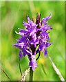 Sutton Fen: Southern marsh orchid 'Dactylorhiza praetermissa' in NR29 5DF
