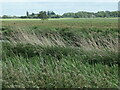 Washingborough Fen, north of Cottage Farm in LN4 1AA