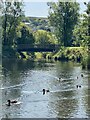 Ducks swimming upstream on Afon Garw in CF32 8EE