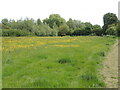 The Thames meadows near Cricklade in SN6 6JL