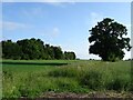 Crop field and woodland near Little Hill House in NR8 6ET
