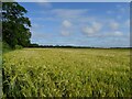 Cereal crop beside Reepham Road in NR10 3SY