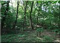 Woodland beside Reepham Road in NR10 4DX