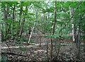 Woodland beside Reepham Road in NR9 5TQ